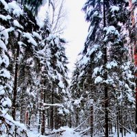 Лес :: Максим Егоров