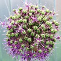 салют :: Галина Флора салют :: Галина Флора