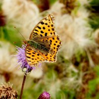 опять про бабочек...282 :: Александр Прокудин опять про бабочек...282 :: Александр Прокудин