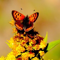 опять про бабочек...285 :: Александр Прокудин