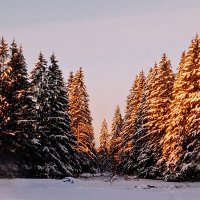 Зимний лес :: Сергей Кочнев