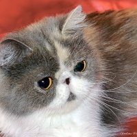 Киска Барби :: Светлана Ищенко