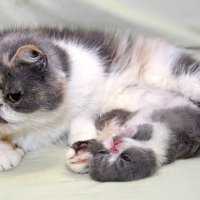 Мама Барби и маленький Мартин :: Светлана Ищенко