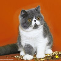 Мартин :: Светлана Ищенко