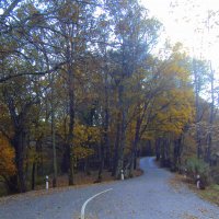 ДАГОМЫС :: Tata Wolf