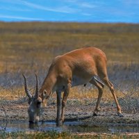 Степная антилопа сайгак :: Aleksey Afonin
