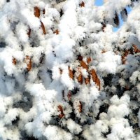 Заснежило. :: nadyasilyuk Вознюк