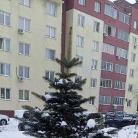 Сосенка :: Андрей Макурин