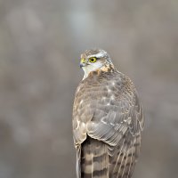 Ястреб перепелятник самка :: Валерий Черняк