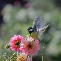 ***** :: владимир 