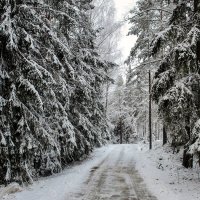 Зимний лес :: Alexandеr P