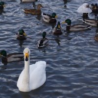 Сопровождение из уток :: Наталия Григорьева