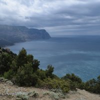 Природа Крыма :: Amazing Cosmea