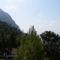 Природа Крыма :: Amazing Cosmea