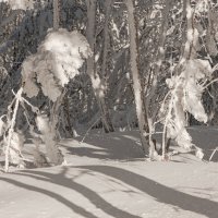 Двое в снежном лесу :: Сергей Герасимов