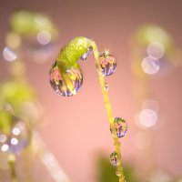 Росинка :: Андрей Пристяжнюк