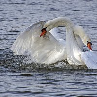***** :: Андроник Александр 