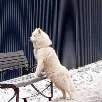 Я жду. :: Юрий Журавлев