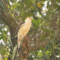 Белый ястреб :: Svetlana Galvez