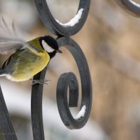 Синичка. :: Андрей Андрианов Синичка. :: Андрей Андрианов