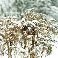 Снег :: Александр 