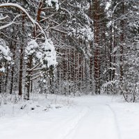 Зимний лес. :: Милешкин Владимир Алексеевич 
