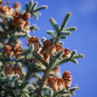 Шишки :: Светлана Тихонина