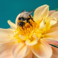 *** :: Виктор Иванович Чернюк