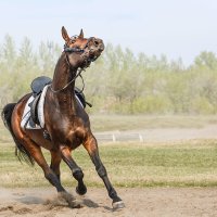 Конь :: SanSan Конь :: SanSan