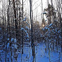 Январь...Утро в тайге! :: Владимир 