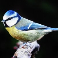 Красавица лазоревка :: Людмила Смородинская