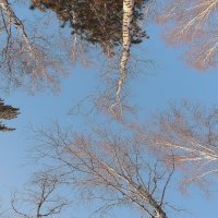 Карусель макушек :: Владимир Кириченко