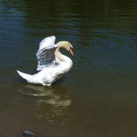 Лебеди  Гагаринского парка :: Валентин Семчишин