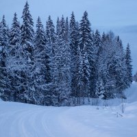 «Зимний лес в январе» :: Александр Гладких «Зимний лес в январе» :: Александр Гладких