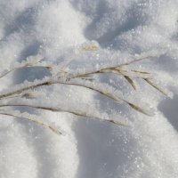 Хрустальная веточка :: Лариса С.