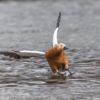 огарь в полете. :: юрий макаров