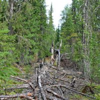 Павшее дерево. :: ВикТор Быстров