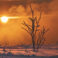 Мороз и утро :: Андрей 