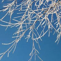 Морозец❄️❄️❄️ :: светлана льдокова