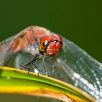 -------------------- :: igor G.