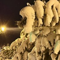 «Снежные лапы» :: Арина Невская