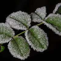 Хрупкая нежная нереальная красота :: Римма Волченко Хрупкая нежная нереальная красота :: Римма Волченко