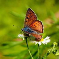 опять про бабочек...286 :: Александр Прокудин опять про бабочек...286 :: Александр Прокудин