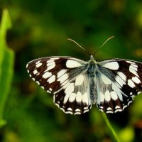 опять про бабочек...290 :: Александр Прокудин