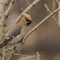 Свиристель :: Игорь Шабалин