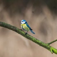 Лазоревка :: Roman 