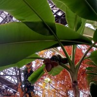 Банан :: Сапсан 