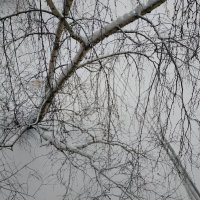 Понял, как взглянуть на березу сверху :-) :: Андрей Лукьянов Понял, как взглянуть на березу сверху :-) :: Андрей Лукьянов