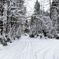 Лес во власти снега :: Милешкин Владимир Алексеевич Лес во власти снега :: Милешкин Владимир Алексеевич
