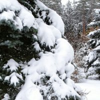 Картинка снежной зимы. :: Милешкин Владимир Алексеевич 